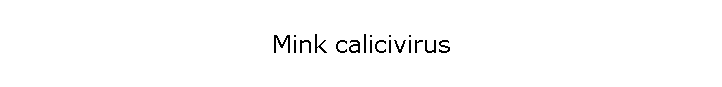Mink calicivirus
